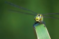 Aeshna juncea - femelle libellule Hawker commun sur une feuille