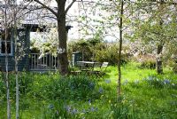Pré de fleurs sauvages au printemps dans un verger de jardin avec des plantations de Cowslips, Bluebells et Narcissus