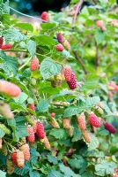 Rubus - Tayberries avec supports d'usine de fil