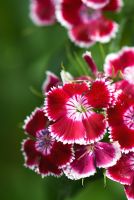 Dianthus barbatus - Williams doux avec des fleurs cramoisies bordées de blanc