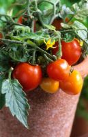 Pot de tomates naines miniatures 'Micro Tom'