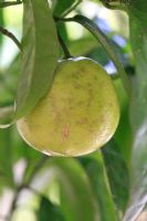 Citrus sinensis 'Washington Navel' - Maturation du pamplemousse