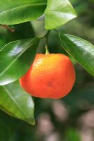 Citrus x mitis - Maturation des fruits de calamondin