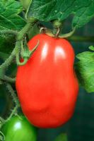 Lycopersicum 'San Marzano Lungo F1 Hybrid' - Maturation des tomates bio prunes