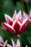 Tulipa 'Rajka' - tulipe Triumphator