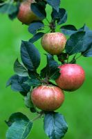 Malus 'Melba rouge'