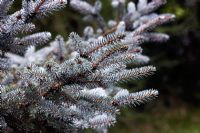 Picea pungens 'Eric Frahm' - Épinette de Norvège