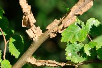 Ulmus thomasii - Orme de Liège