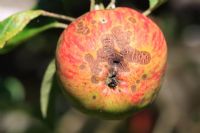 Venturia inaequalis - gale de pomme à la surface de la pomme qui mûrit