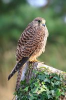 Falco tinniculus - Faucon crécerelle perché sur poteau en bois