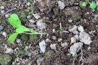 Amortissement de Pythium spp. provoque l'amincissement et la pourriture des semis de Brassica à la base de la tige