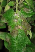 Phytophthora infestans - brûlure de la tomate bouchent les feuilles infectées