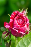 Rosa 'Ferdinand Pichard' - Vieille rose hybride perpétuelle. Répétez la floraison rose rayé avec un parfum riche. RHS - Maison Ousden