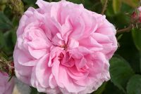 Rosa x centifolia. Roses anciennes très parfumées souvent peintes par les maîtres hollandais - Ousden House