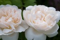 Rosa 'Winchester Cathedral', une rose anglaise de la collection de roses anglaises de David Austin et parfum de rose ancienne de miel et d'amande - Ousden House