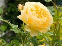 Rosa 'Graham Thomas' - Rosette en quartiers à rosier arbuste entièrement parfumé en double
