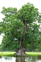 Quercus - Vieux chêne dans le parc de Helmingham Hall, Suffolk, avec des dommages causés par l'éclairage, mais qui continue de prospérer.