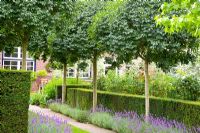 Avenue de Fraxinus excelsior sous-plantée de lavadula 'Silver Blue' dans un jardin de campagne de style formel