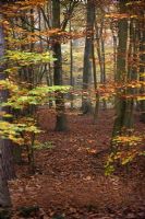 Arbres d'automne à Black Park, Buckinghamshire
