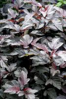 Physocarpus 'Dame en rouge'