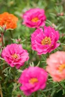 Portulaca grandiflora 'Sundial Mix' - Rose mousse