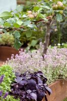 Pommier blanchi tapissant un parterre de fleurs surélevé de basilic violet et de thymus