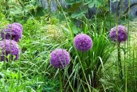 Allium 'Gladiator' en parterre de fleurs dans le jardin privé des concepteurs de jardin