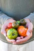 Homme tenant des variétés de tomates dont - 'Tiger Green ',' Orangino ',' Kentaro ',' Zebrino ',' Tigerella Green ',' Locarno ',' Bolzano 'et' Flavorina '