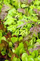 Mélange de feuilles de salade de Lactuca sativa longifolia 'Green Frills', Brassica juncea 'Green Frills' et Brassica juncea 'Red Giant'