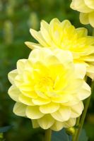 Dahlia 'Glorie van Heemstede'