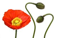 Papaver nudicaule - Pavot d'Islande