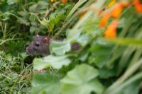 Rattus norvegicus - Rat brun à la recherche de nourriture