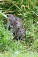 Rattus norvegicus - Rat jeunes regardant du parterre de fleurs vue de face