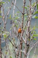 Erithacus rubecula - Robin chantant dans le sureau