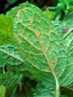 Puccinia menthae - Rouille sur les feuilles de menthe