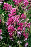 Lathyrus latifolius - Pois vivace montrant des épis de fleurs, des fleurs fanées et des gousses de graines