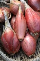 Allium cepa 'Rossa Lunga di Firenze' - Oignons italiens biologiques dans un panier