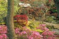 Azalée rose et acer rouge pourpre profond à côté d'Acer 'Osakazuki' montrant de nouvelles feuilles cuivrées avec des pierres moussues et un pont au-delà dans le jardin japonais, St Mawgan, Cornwall