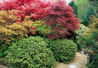 Couleurs ardentes du nouveau feuillage Acer, y compris Acer 'Villa Taranto', Acer 'Shindeshojo', Acer 'Beni-maiko' sous-plantés d'azalées à feuilles persistantes - Le jardin japonais, St Mawgan, Cornwall