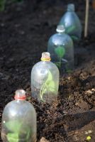 Jeunes plants de Brassica protégés par des bouteilles en plastique recyclées