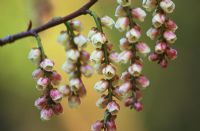 Grappes de fleurs pendantes de Stachyurus praecox