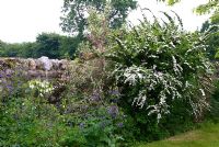 Spiraea nipponica 'Snowmound' poussant à côté d'un mur de pierre