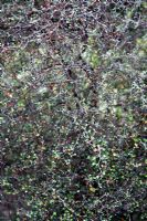 Corokia cotoneaster - Treillis métallique, originaire de New Zealand Glasgow Botanic Gardens