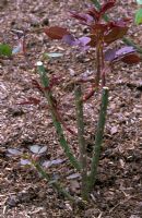 Rose arbustive taillée montrant une nouvelle croissance avec un sol recouvert d'un paillis de fumier