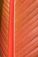 Ensete ventricosum 'Maurellii' - Banane rouge d'Abyssinie, face inférieure des feuilles