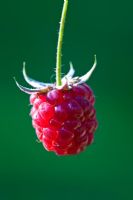 Rubus idaeus - Framboise
