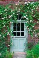 Rose grimpante contre le mur de la maison - Les Jardins d ' Angélique, France