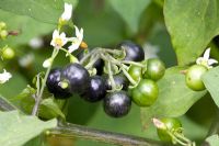 Solanum nigrum - Baies de morelle noire