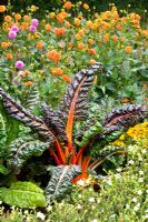 Dahlia 'Bantling', Nicotiana et Beta vulgaris 'Arancia' en parterre de fleurs mixtes
