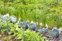 Brassica et Raphanus - Choux et radis